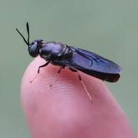 Black Soldier Fly