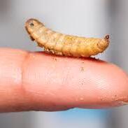 Hugnry boiconverters